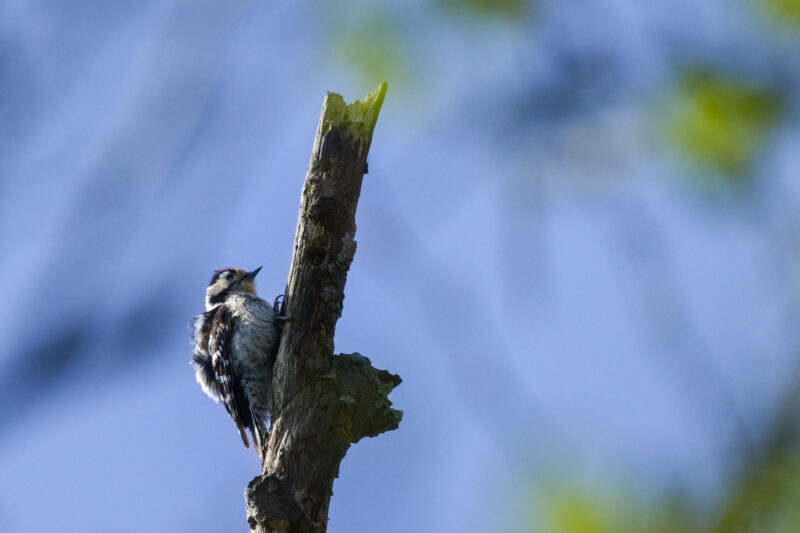 Pic épeichette mâle